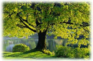 A solid foundation will flourish in posterity.